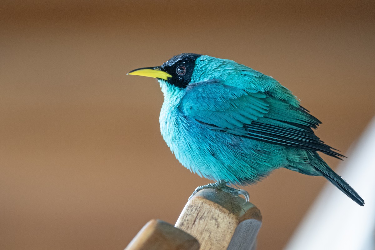 ズグロミツドリ - ML646316336