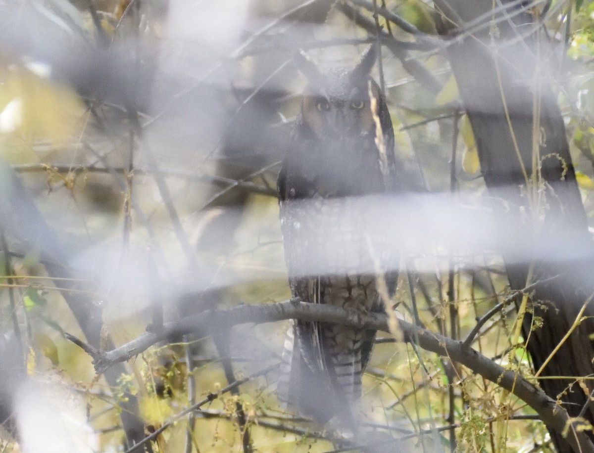 トラフズク - ML646316337