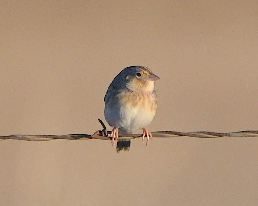 イナゴヒメドリ - ML646316338