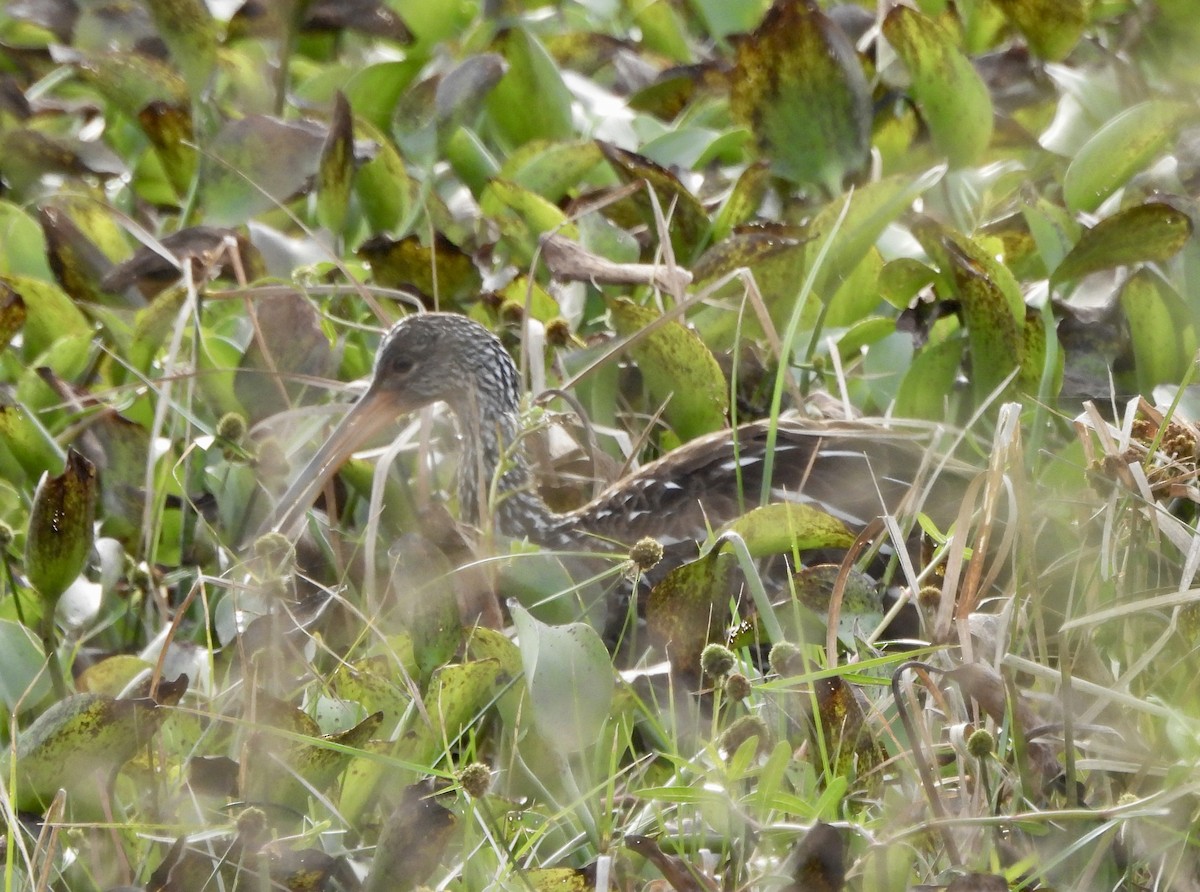 Rallenkranich - ML646316346