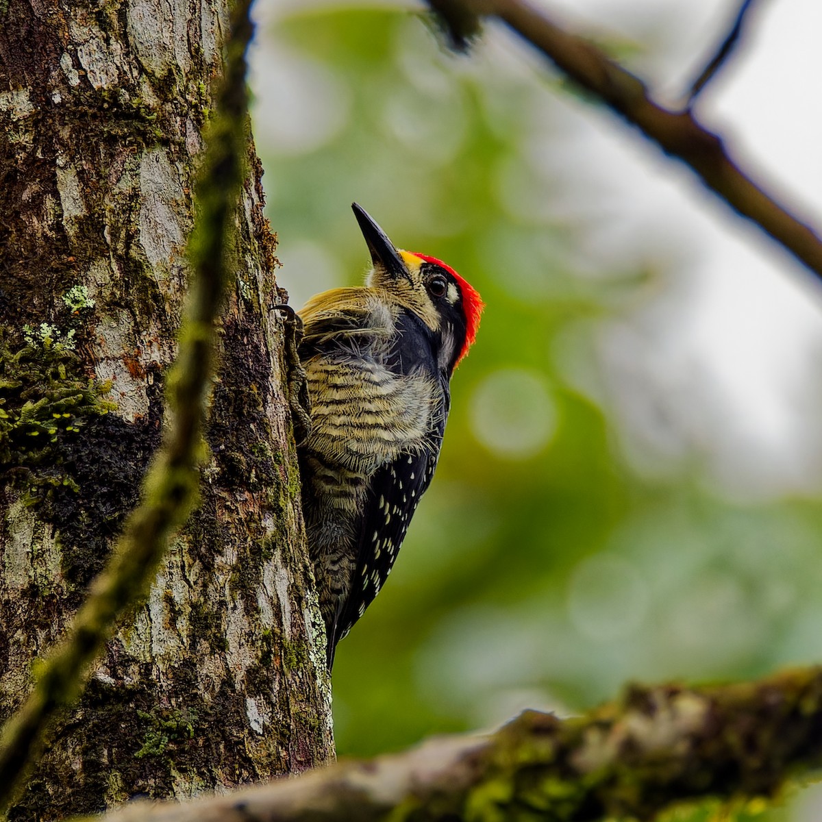 Black-cheeked Woodpecker - ML646316350