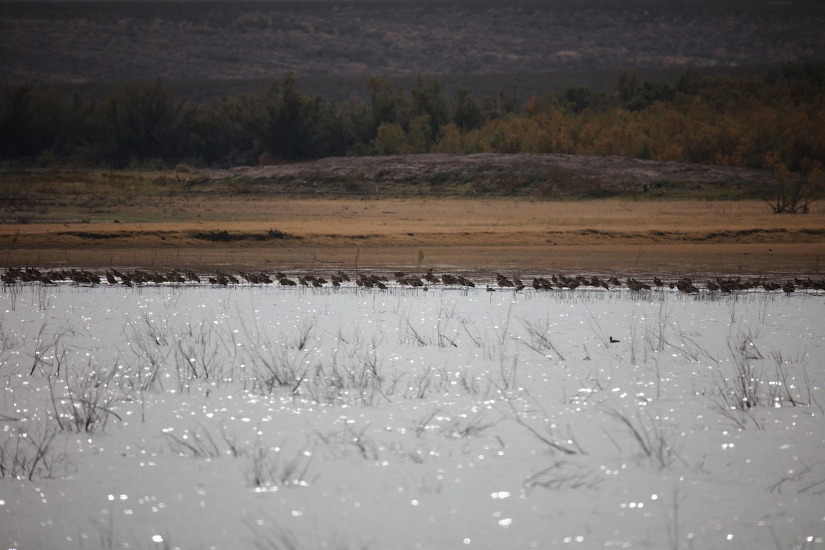 Long-billed Curlew - ML646316353