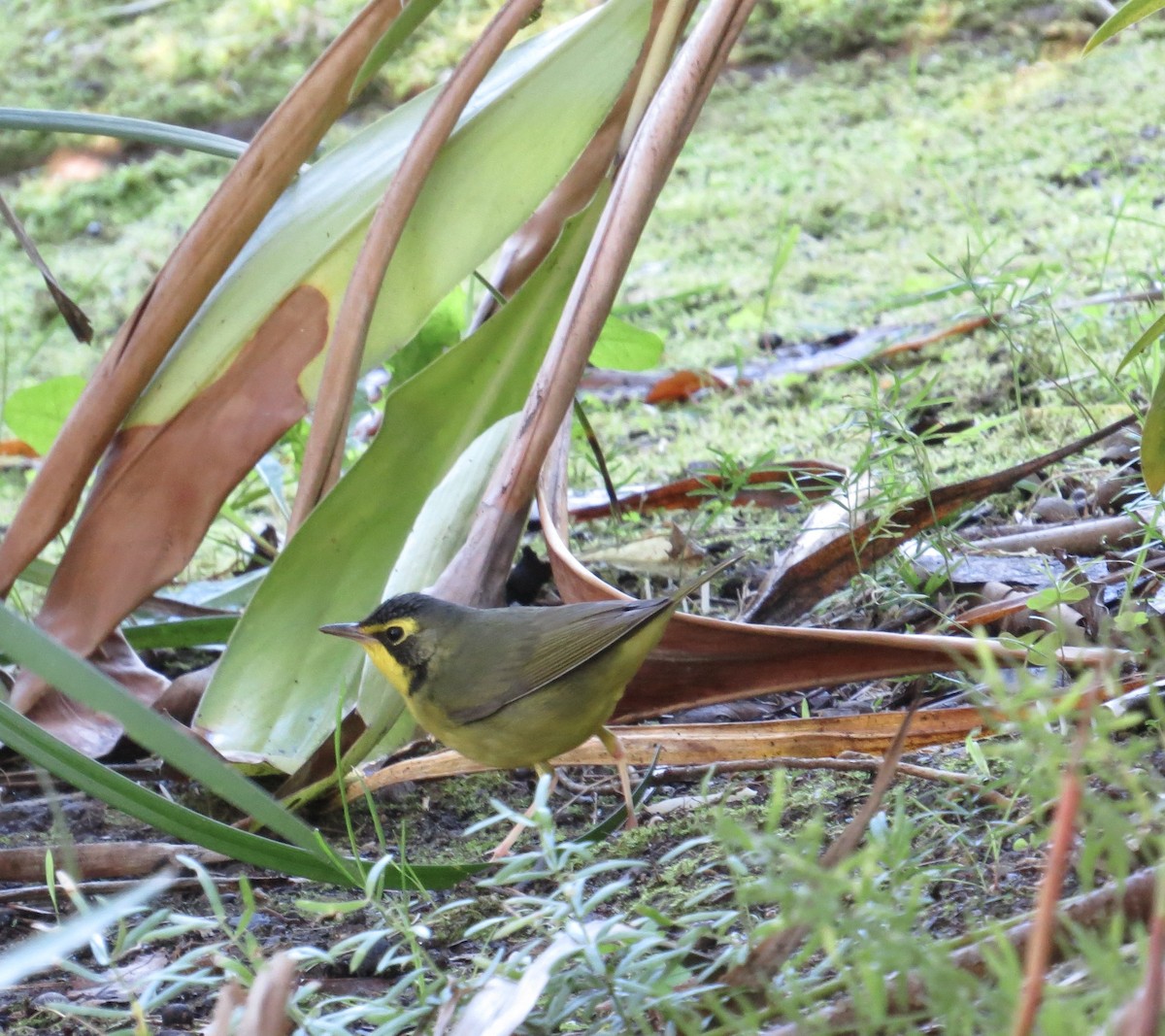 Kentucky Warbler - ML646316355