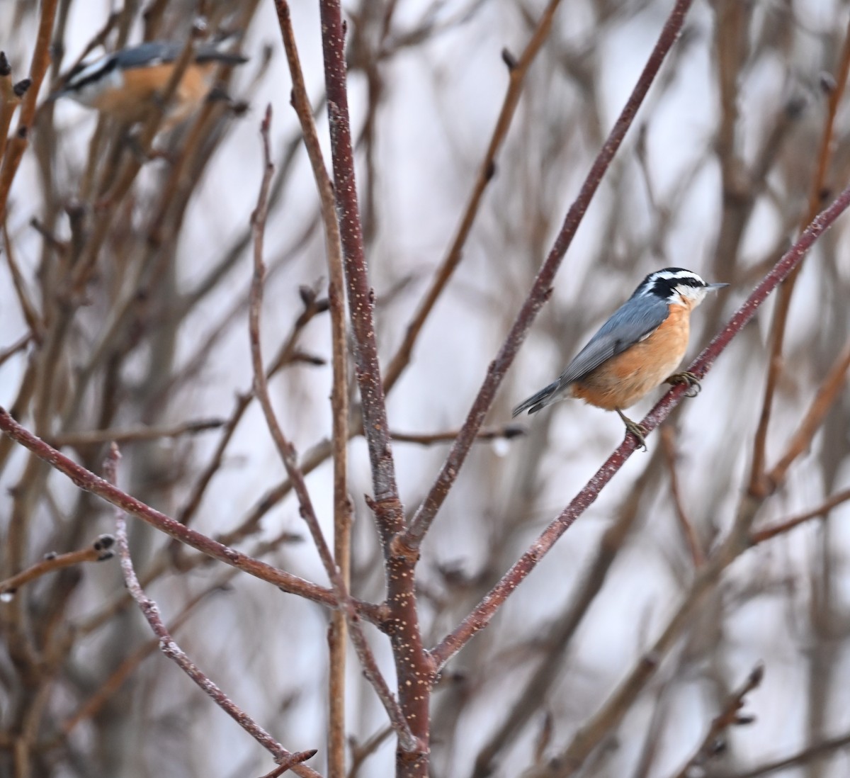 Red-breasted Nuthatch - ML646316358