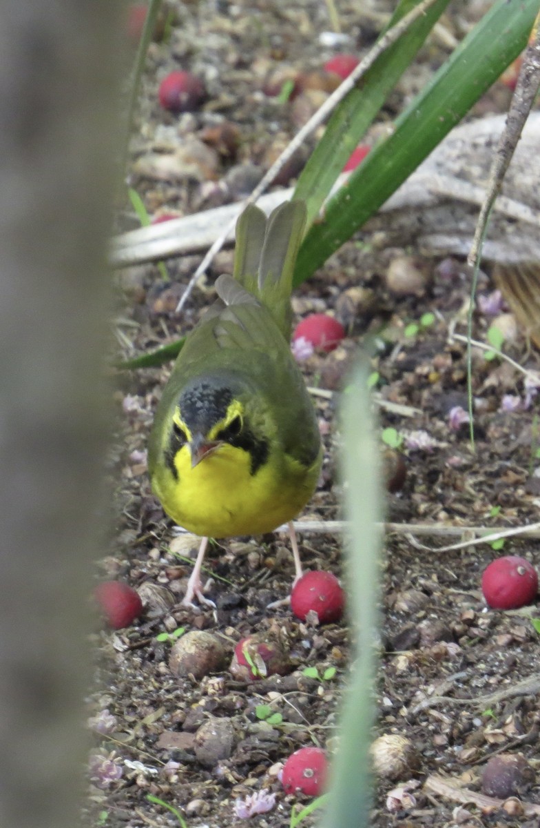 Kentucky Warbler - ML646316363