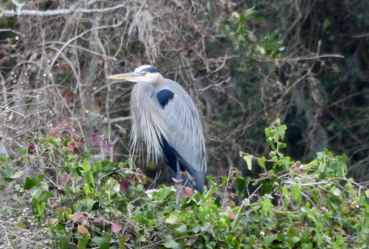 Kanadareiher - ML646316364