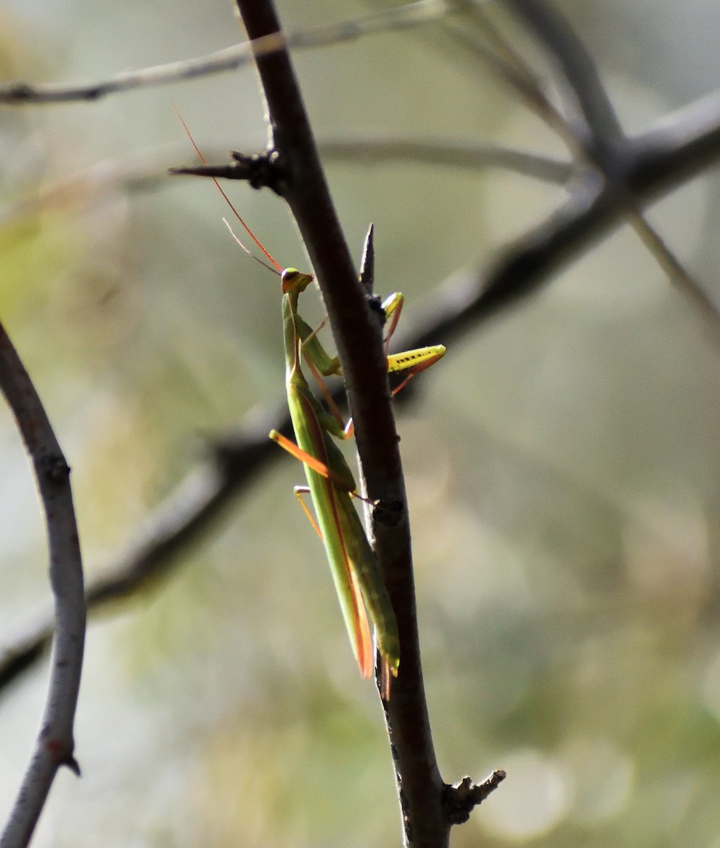 Praying Mantis - ML646316368