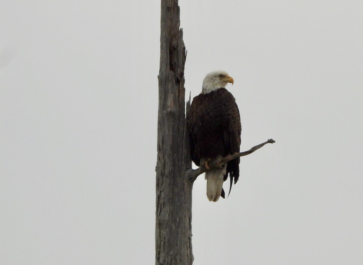 Pygargue à tête blanche - ML646316372