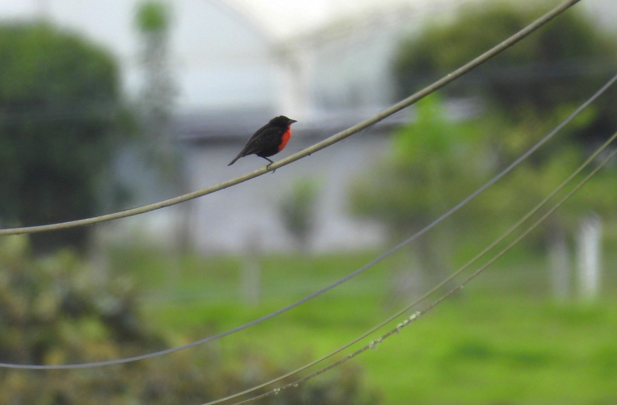 Red-breasted Meadowlark - ML646316373