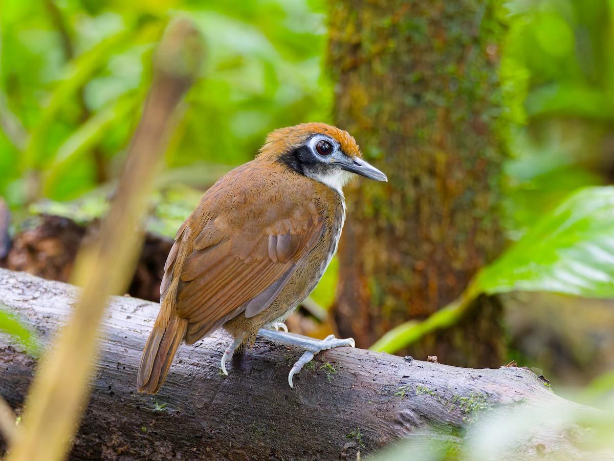 Bicolored Antbird - ML646316378