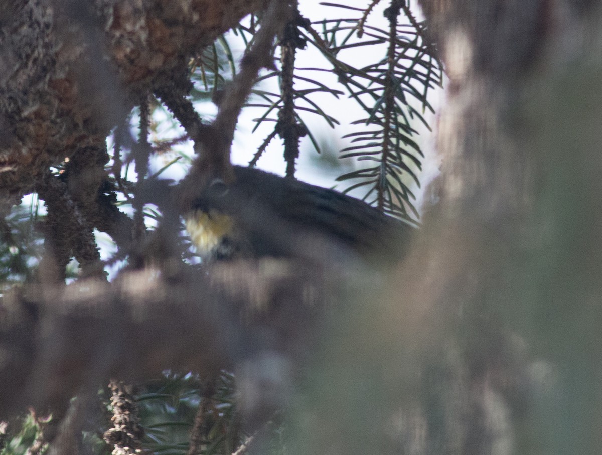Yellow-rumped Warbler (Audubon's) - ML646316381