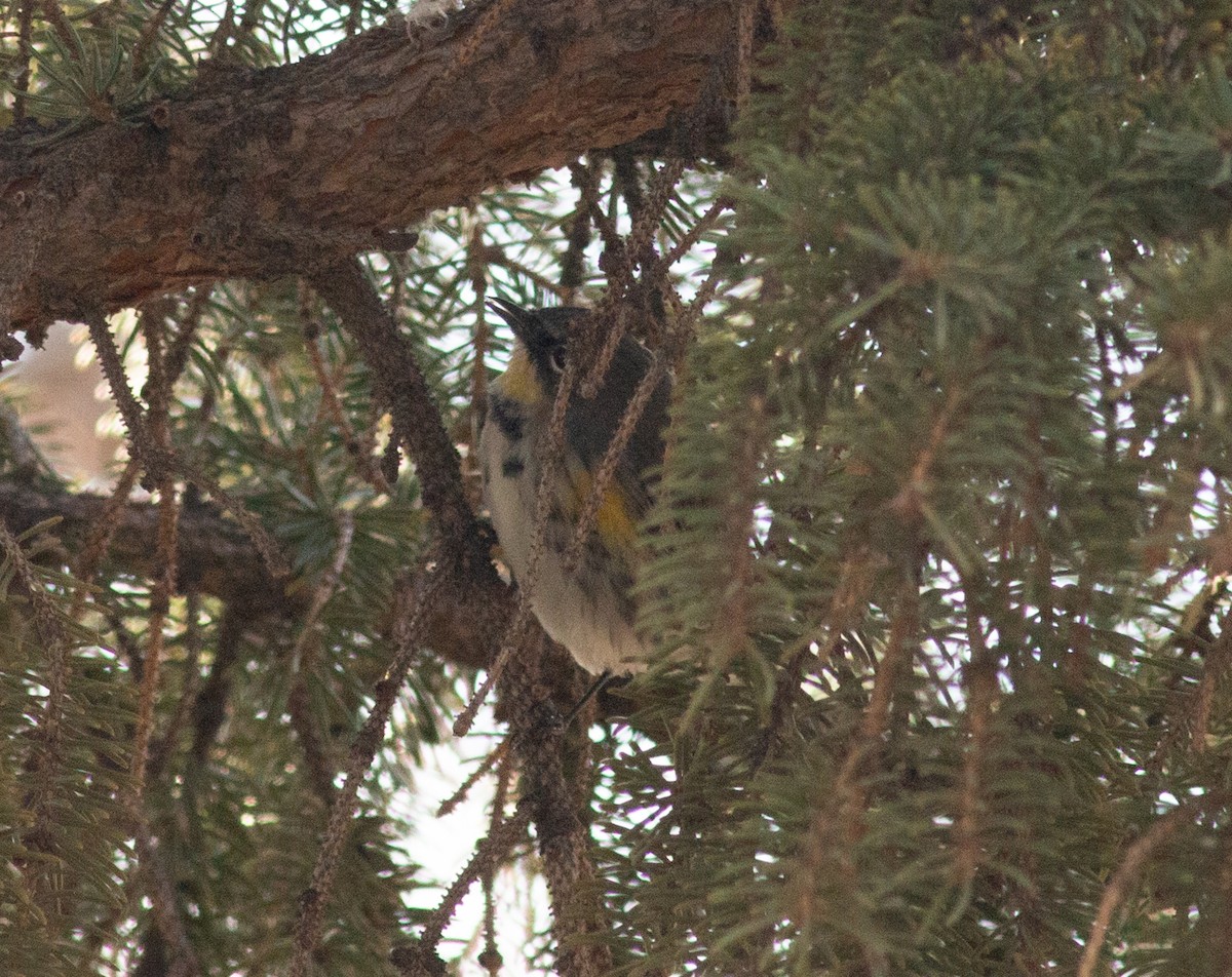 Yellow-rumped Warbler (Audubon's) - ML646316382