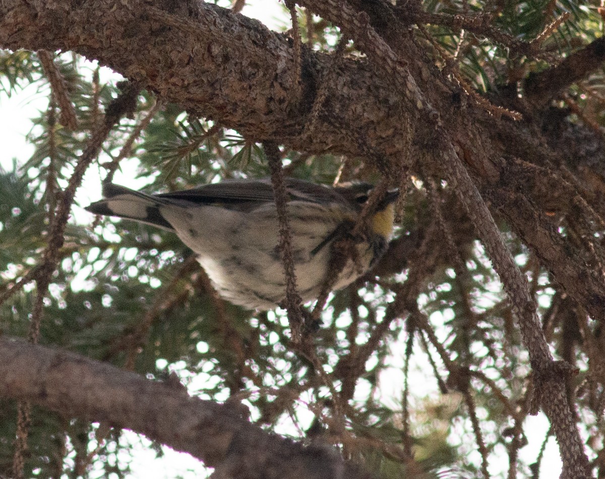 Yellow-rumped Warbler (Audubon's) - ML646316383