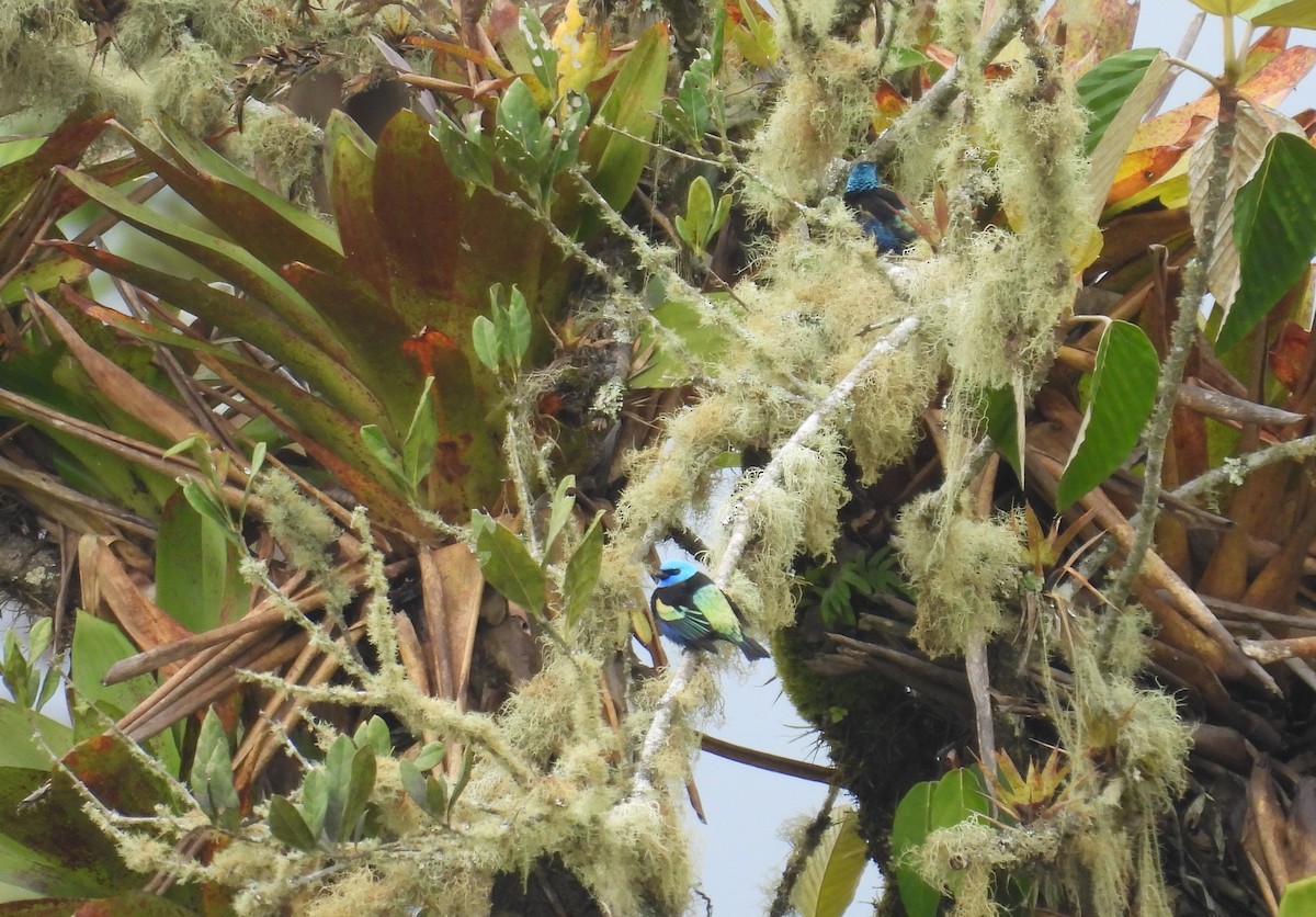 Azurkopftangare - ML646316384