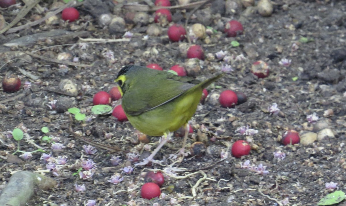 Kentucky Warbler - ML646316388