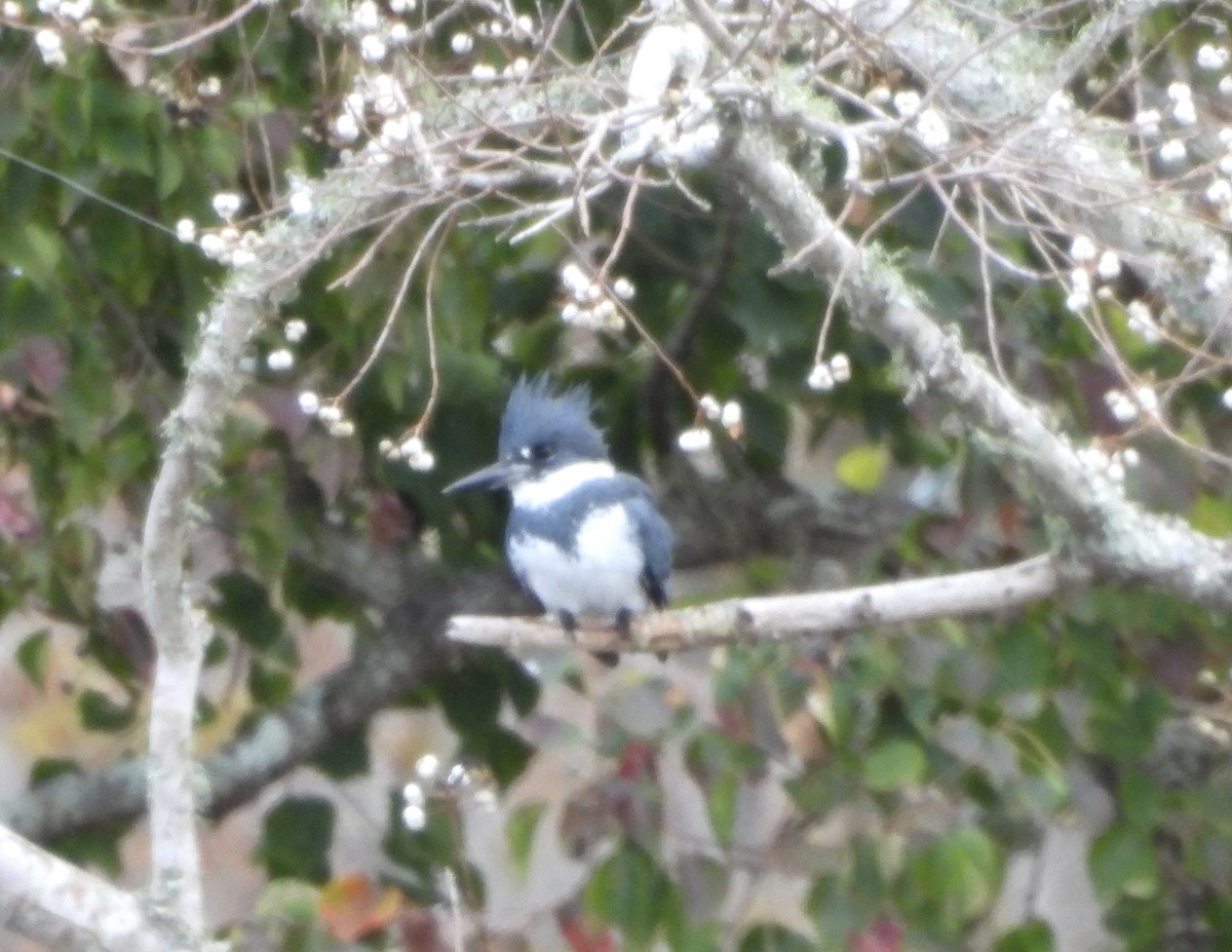 Gürtelfischer - ML646316392