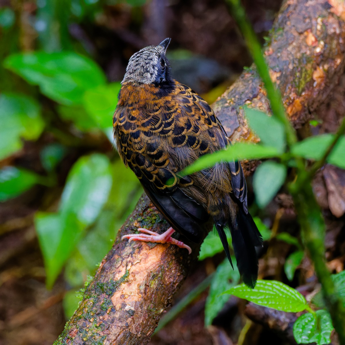 Ocellated Antbird - ML646316394