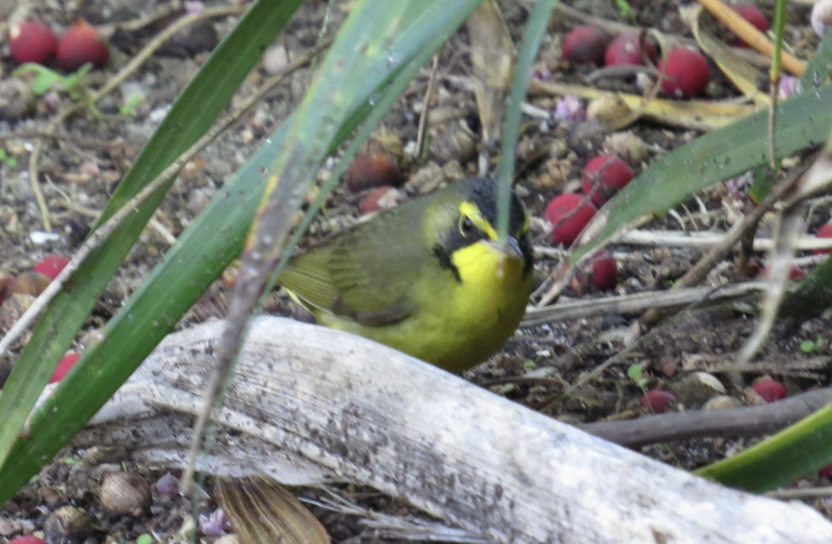 Kentucky Warbler - ML646316399