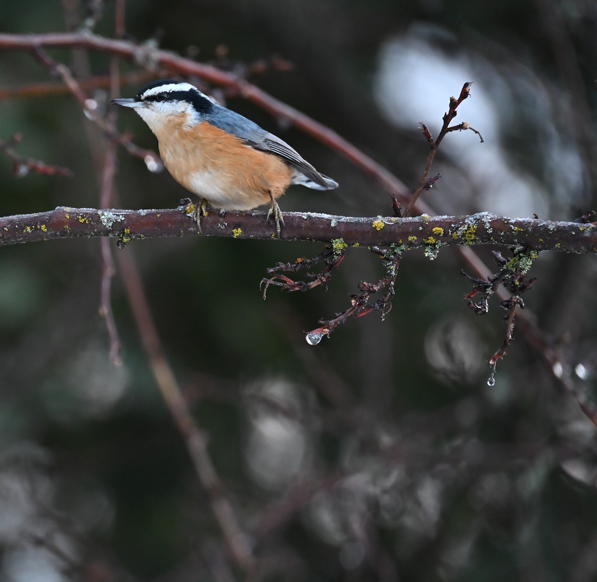 Red-breasted Nuthatch - ML646316403
