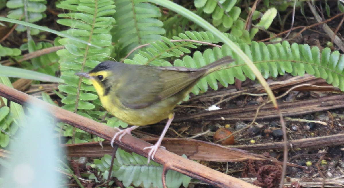 Kentucky Warbler - ML646316415