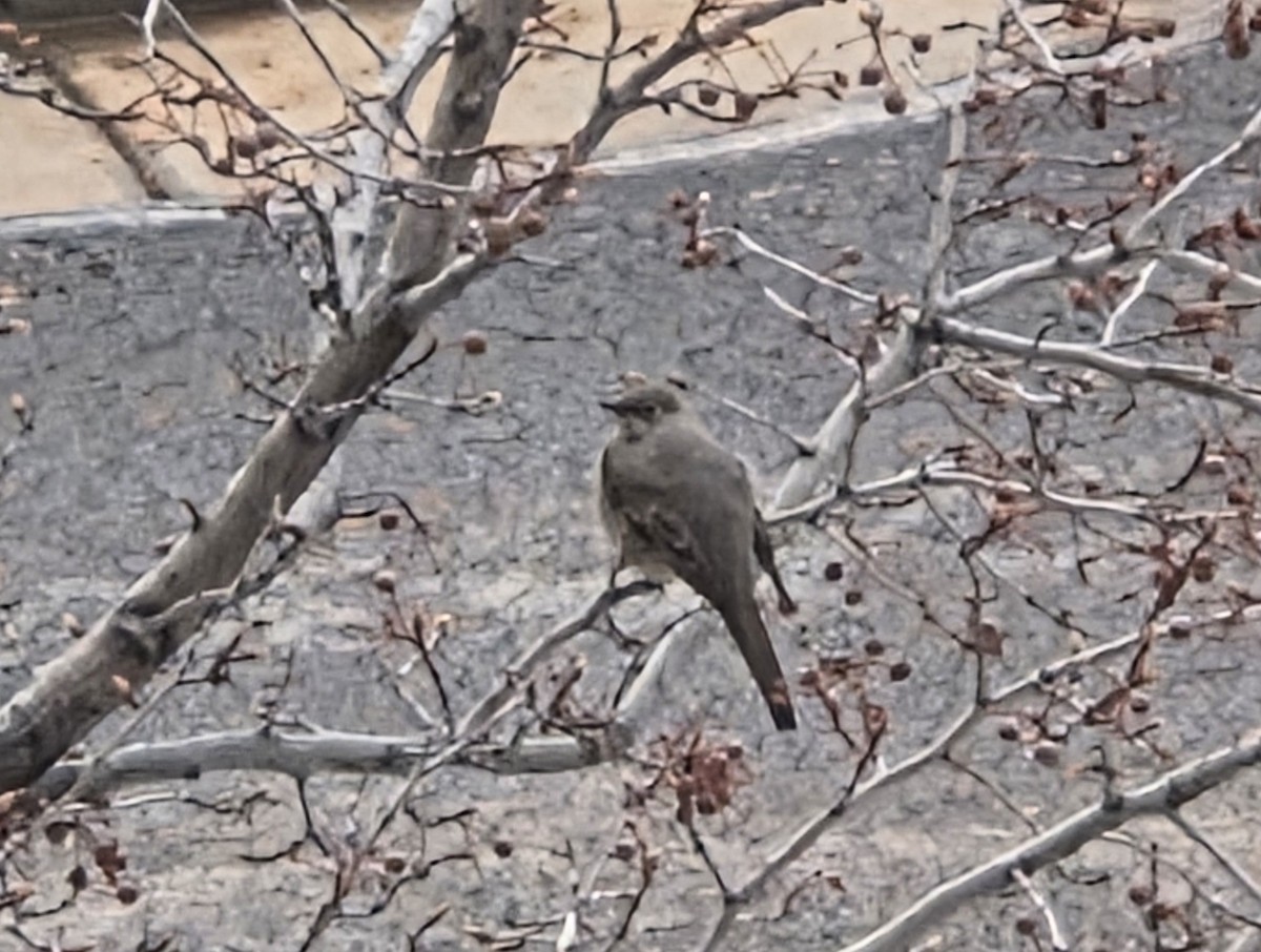 Townsend's Solitaire - ML646316418