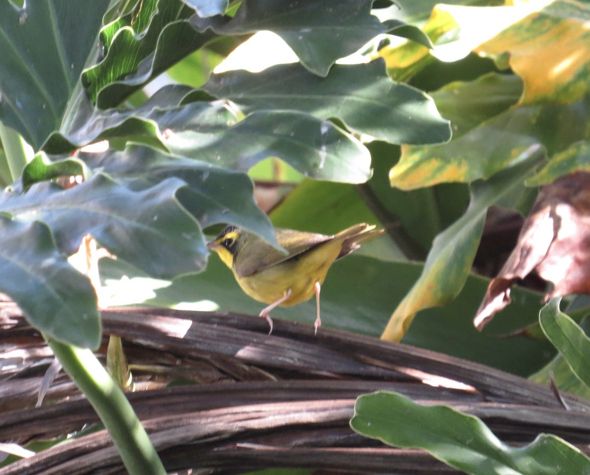 Kentucky Warbler - ML646316423