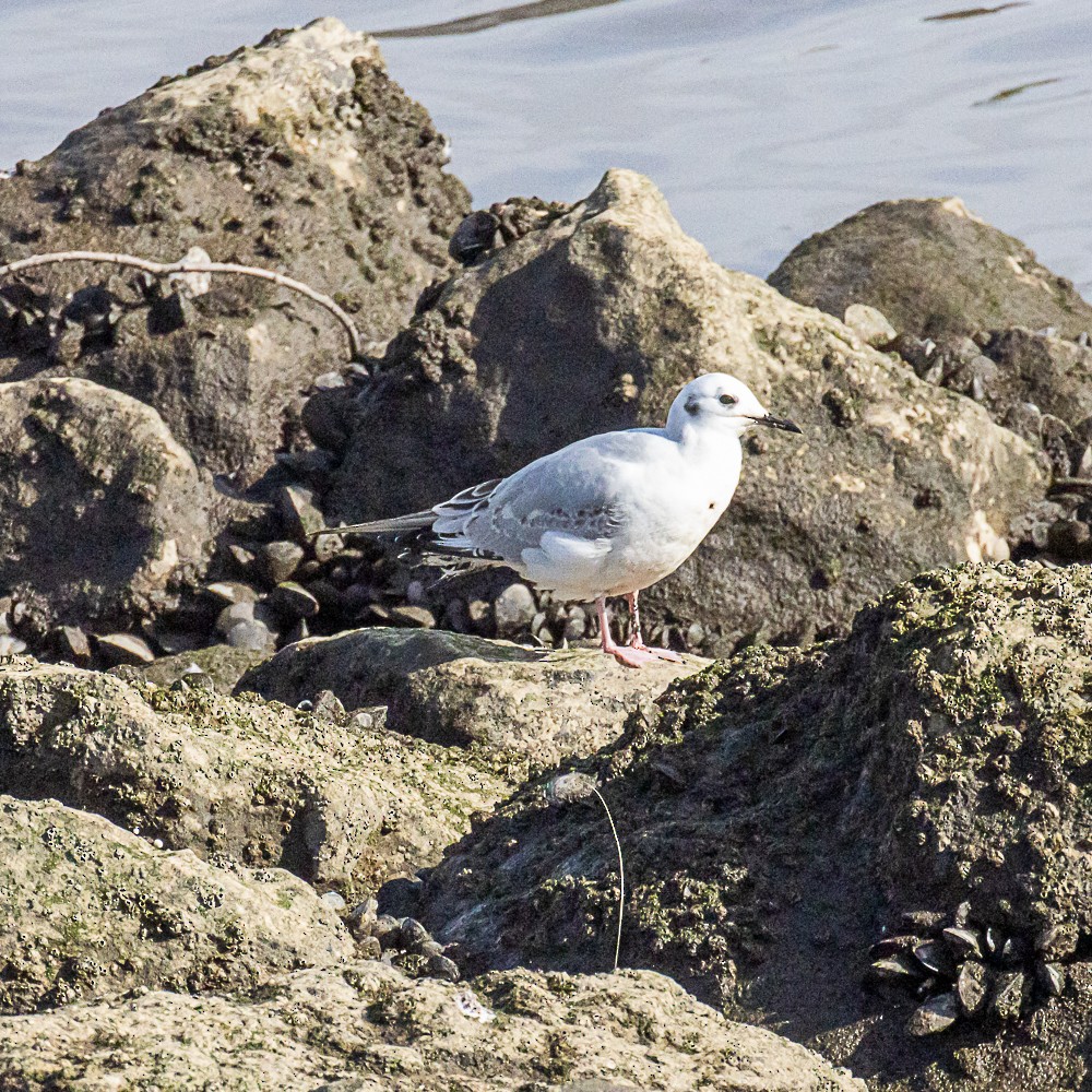 racek Bonapartův - ML646316424