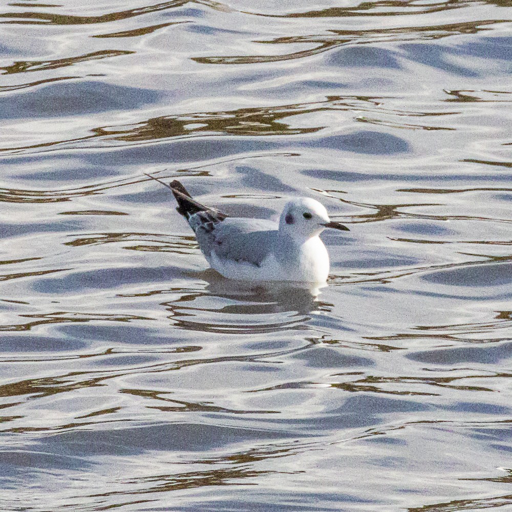 racek Bonapartův - ML646316425