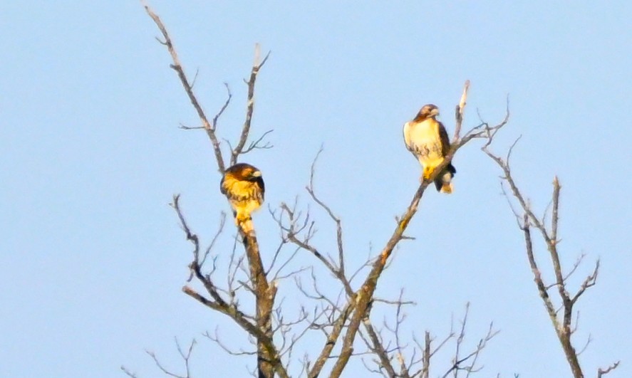 Red-tailed Hawk - ML646316428