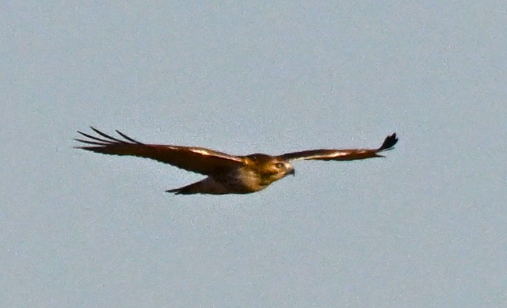 Red-tailed Hawk - ML646316429