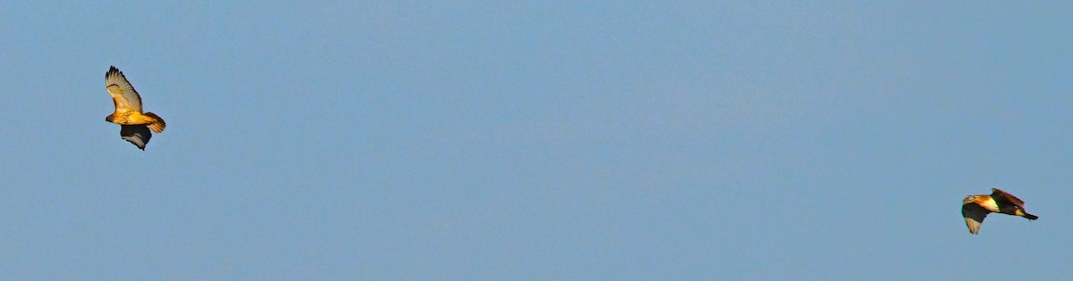 Red-tailed Hawk - ML646316430