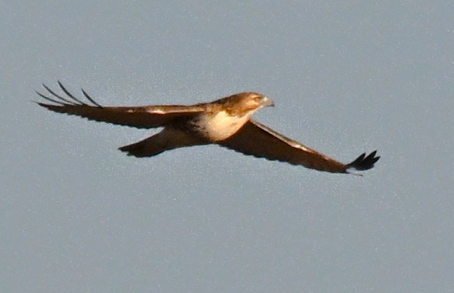 Red-tailed Hawk - ML646316431