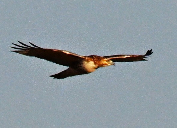 Red-tailed Hawk - ML646316432