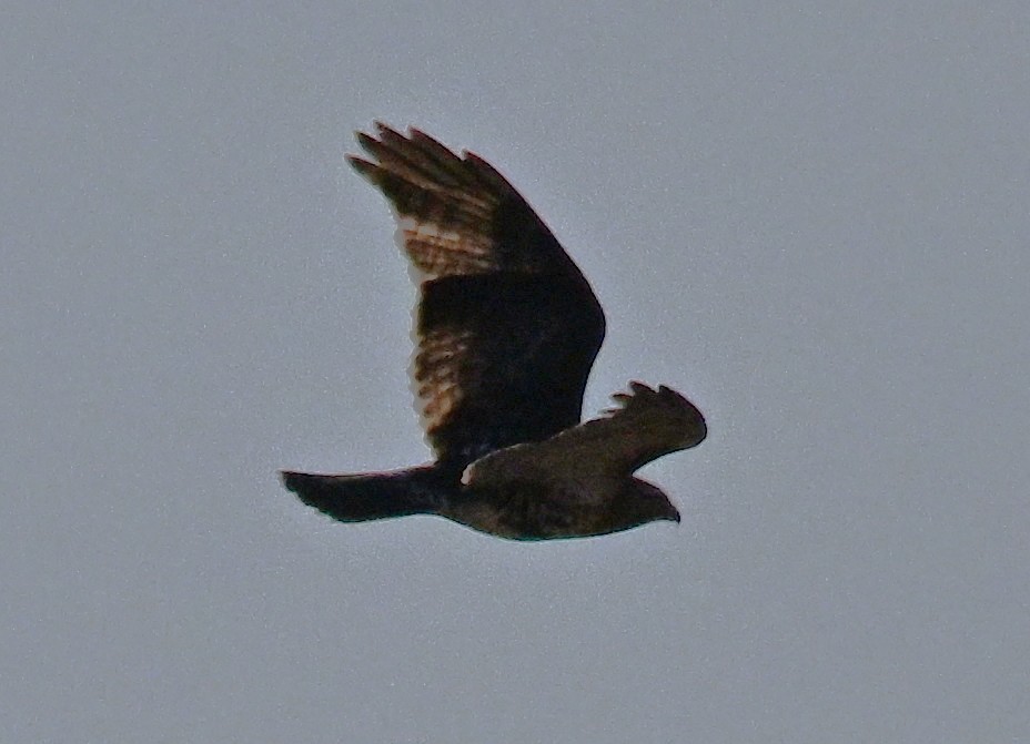 Red-tailed Hawk - ML646316433