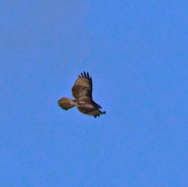 Red-tailed Hawk - ML646316434