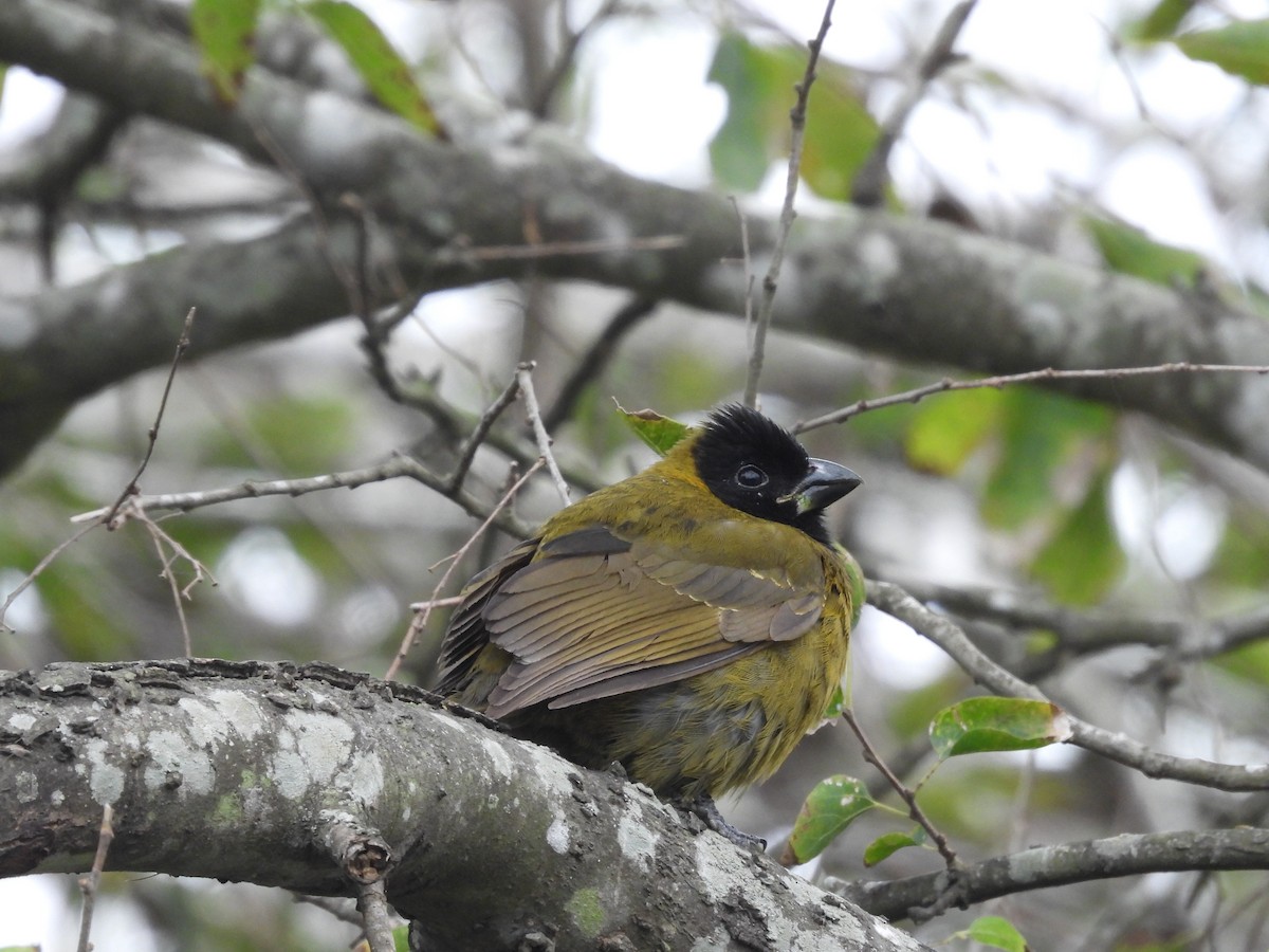 Crimson-collared Grosbeak - ML646316438