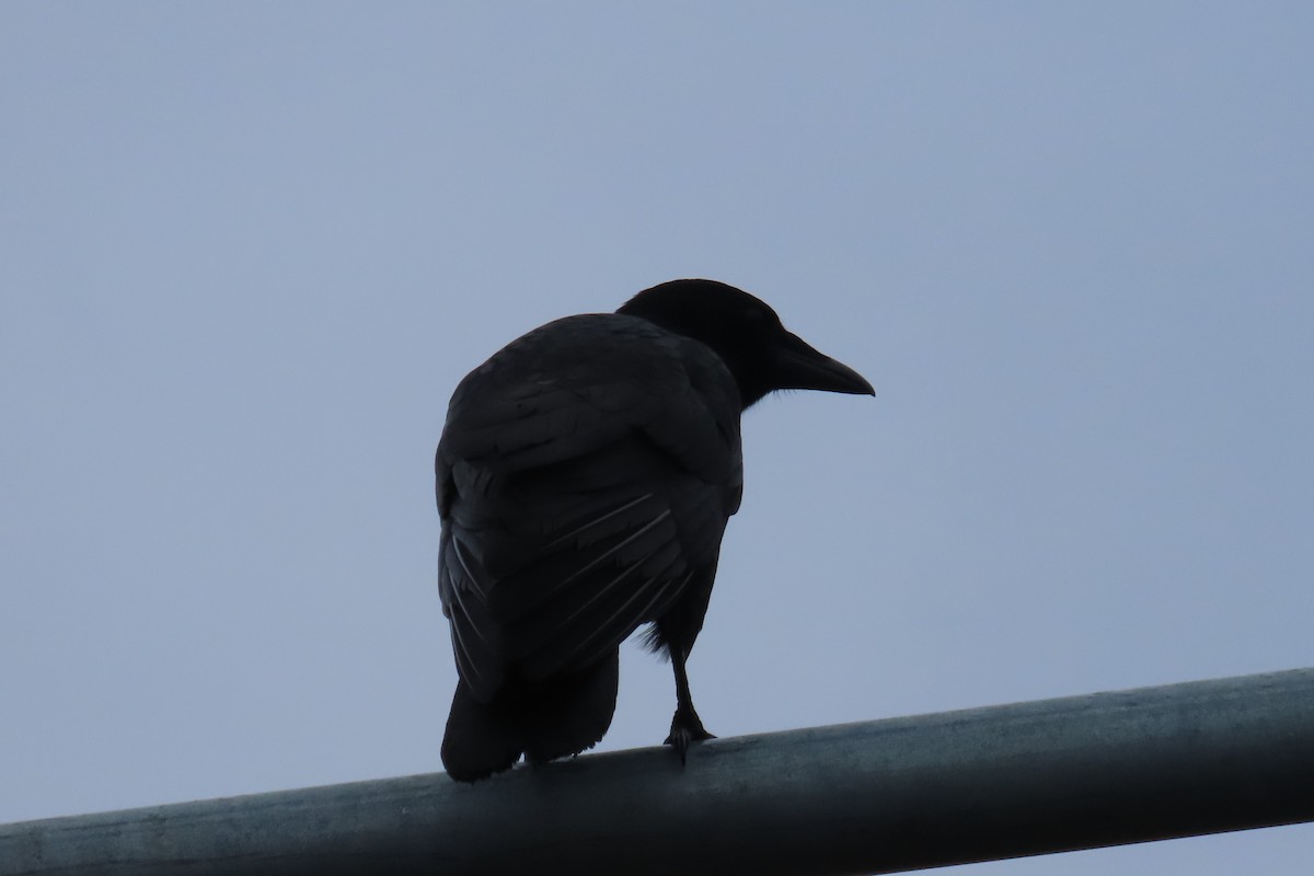 American Crow - ML646316439