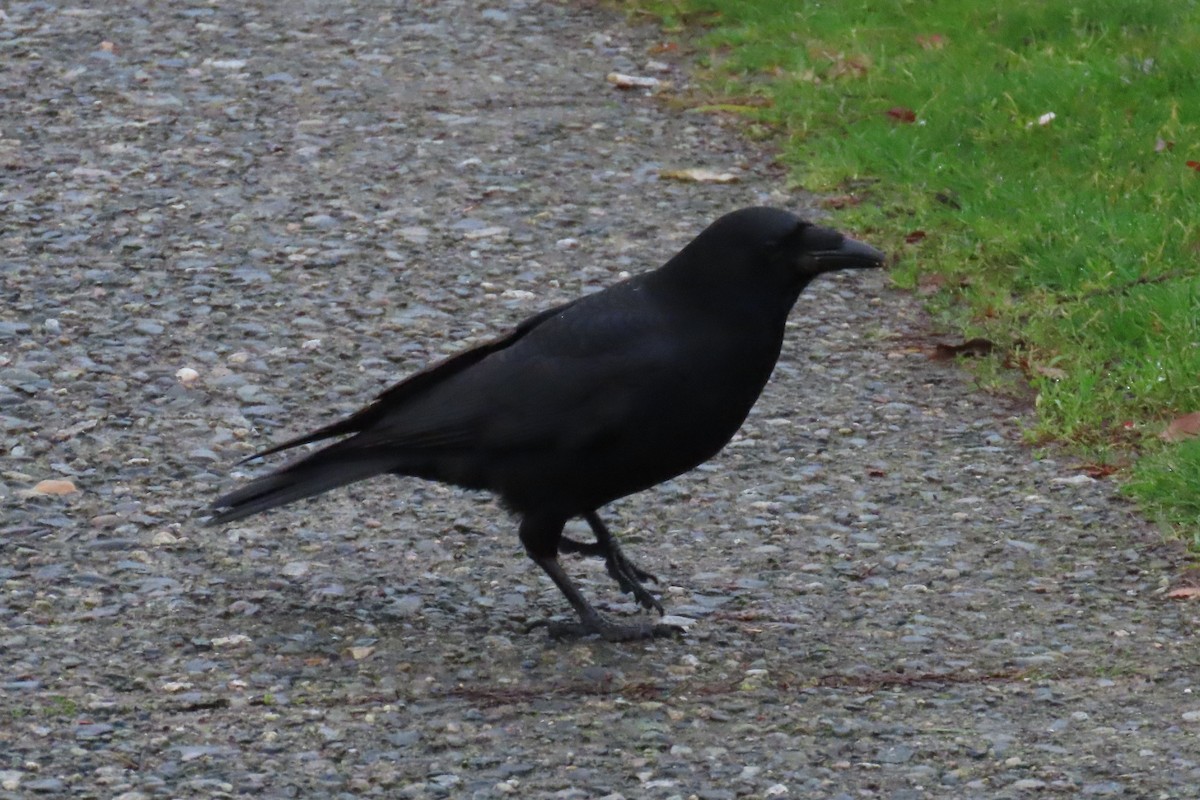 American Crow - ML646316440