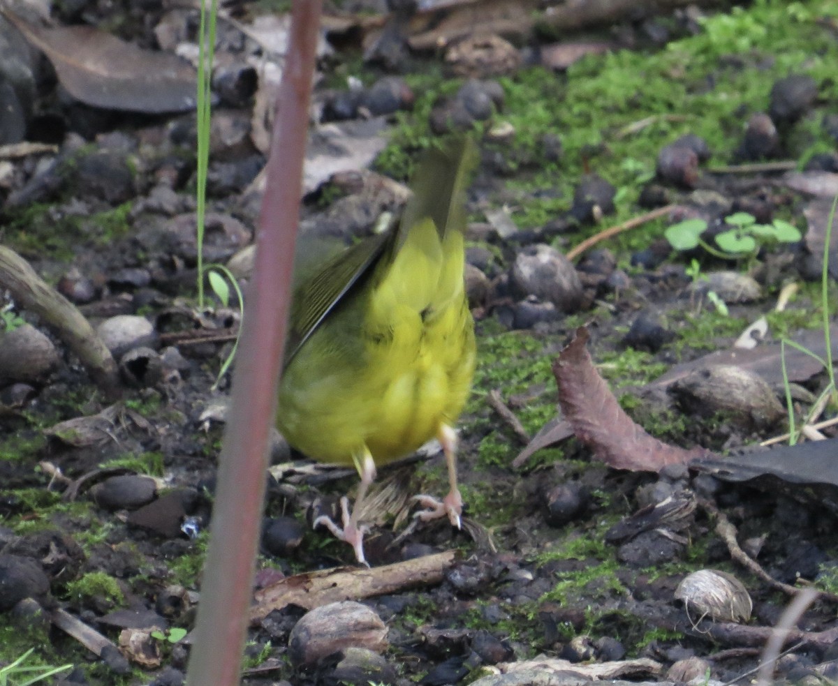 Kentucky Warbler - ML646316441
