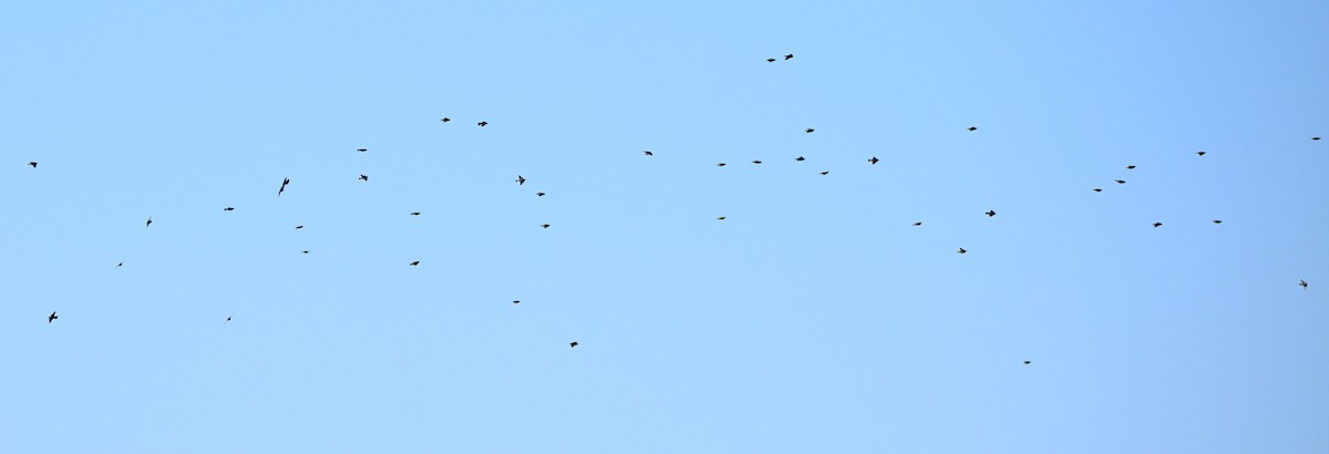 European Starling - ML646316442