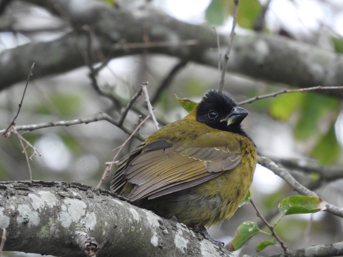 Crimson-collared Grosbeak - ML646316446