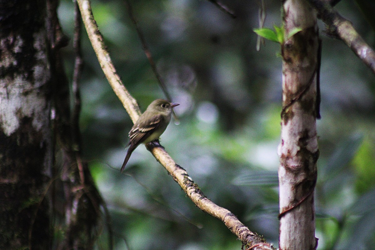 Buchenschnäppertyrann - ML646316451
