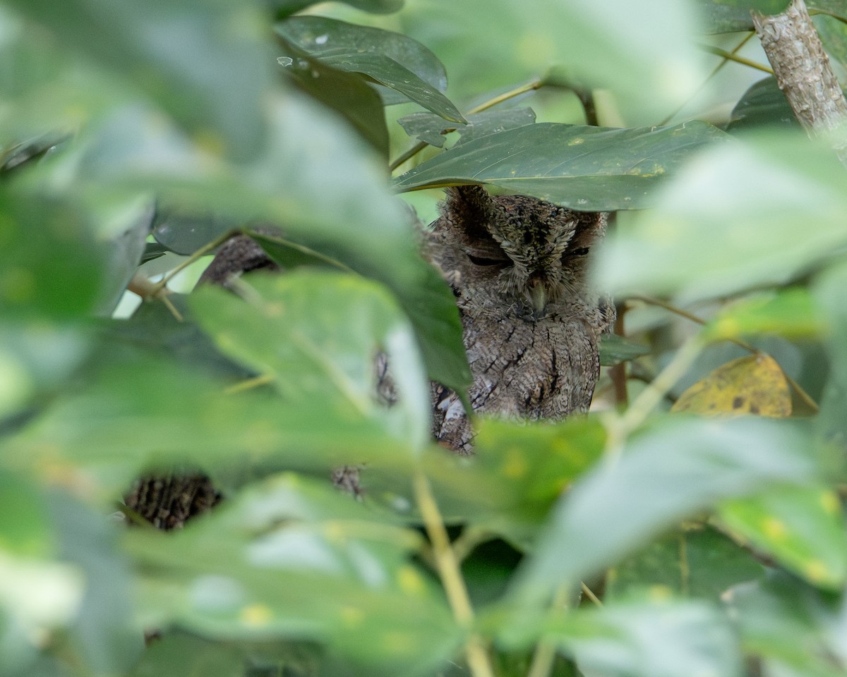 Pacific Screech-Owl - ML646316458