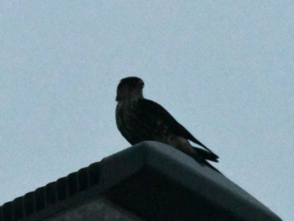 Merlin - ML646316460