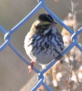 Savannah Sparrow - ML646316461