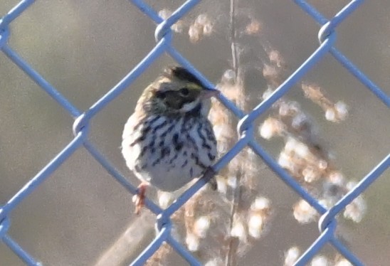 Savannah Sparrow - ML646316462