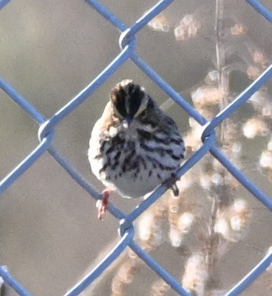 Savannah Sparrow - ML646316463