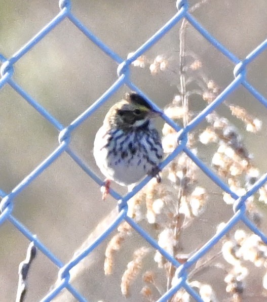 Savannah Sparrow - ML646316464