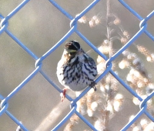 Savannah Sparrow - ML646316465