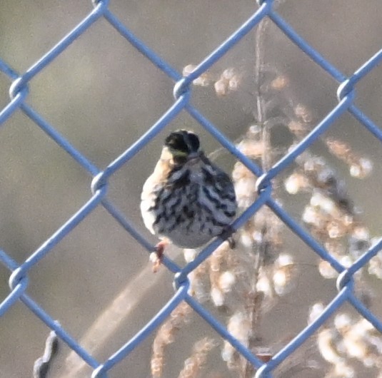 Savannah Sparrow - ML646316466